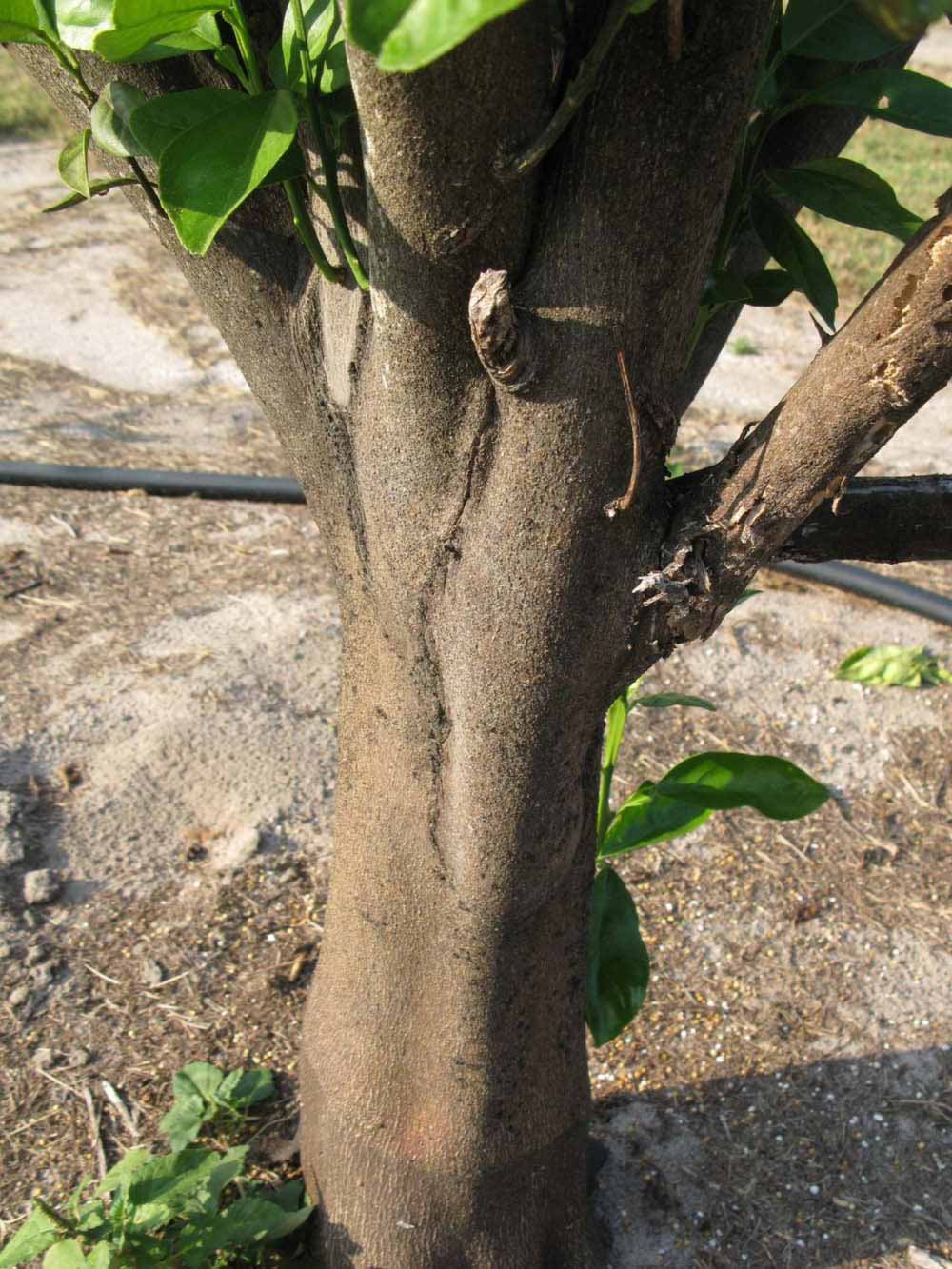            Bark (Succari, Winter Haven, FL)   